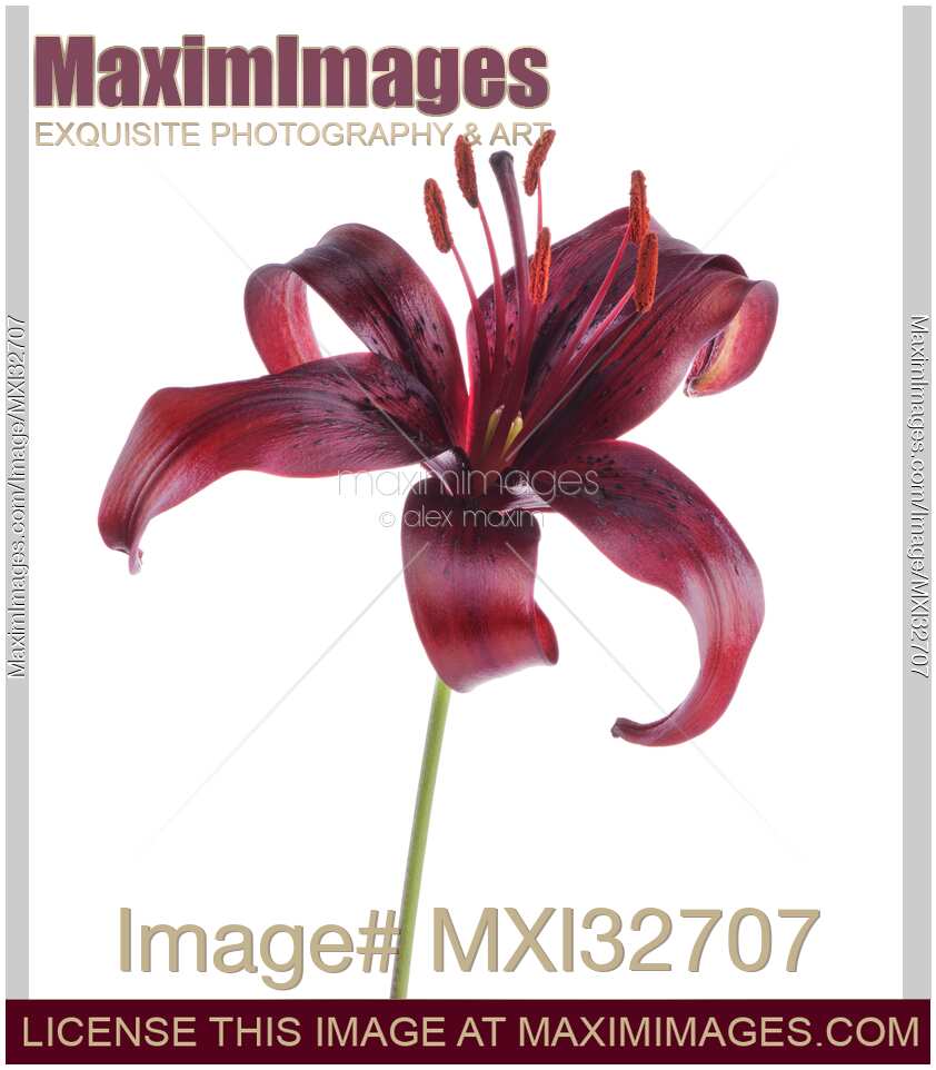 Dark burgundy Asiatic Lily Midnight Mystery beautiful flower isolated on white background