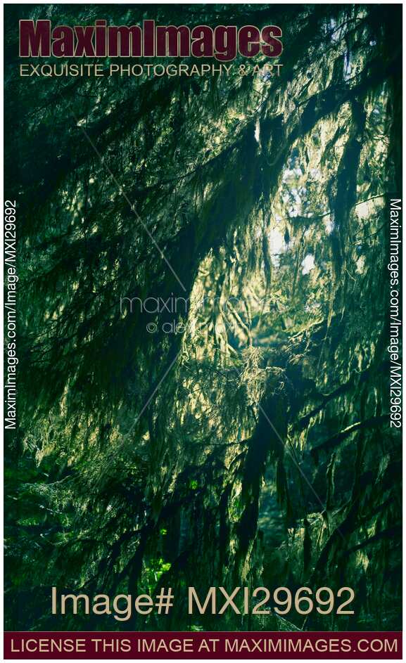 Dark green mossy tree branches in a forest lit by the sun