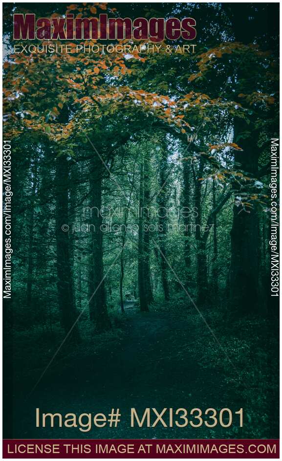 Dark green nature scenery of a trail in a deep mysterious autumn forest