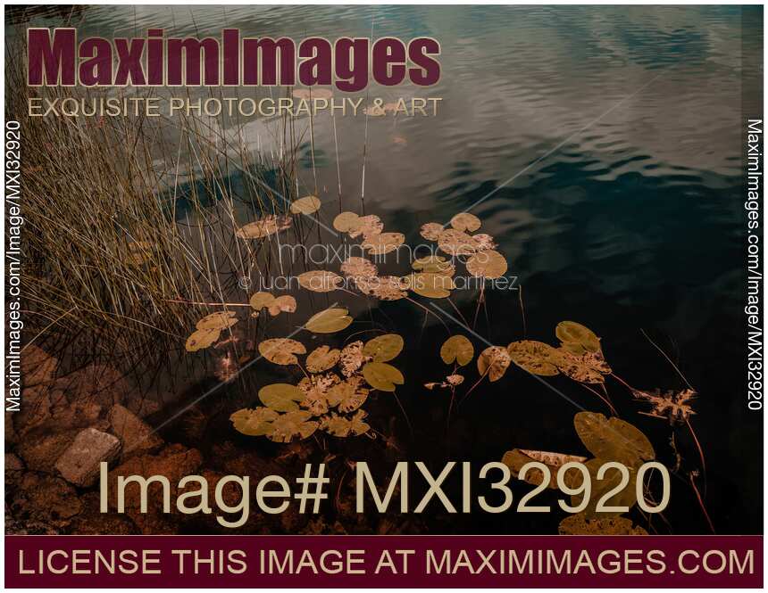 Dark moody nature scenery of water and leaves in a pond