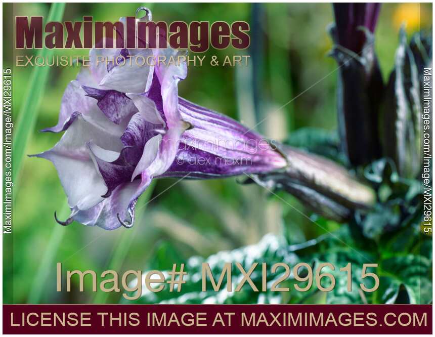 Datura Ballerina Purple flower side view