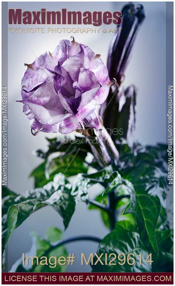 Datura Ballerina Purple flower studio shot