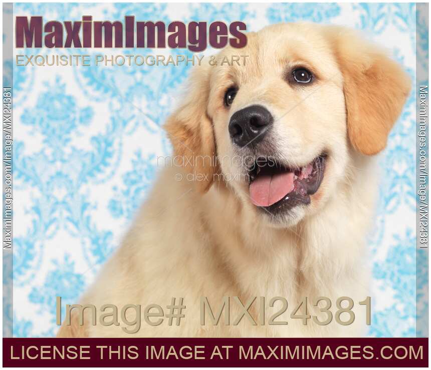 Daydreaming Golden Retriever puppy