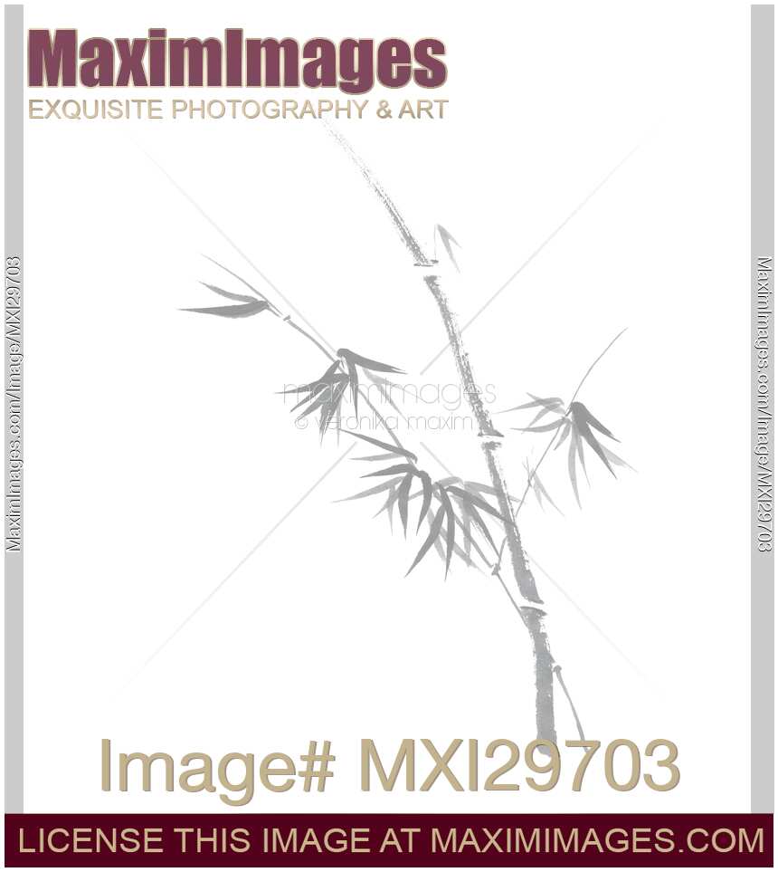 Delicate design Bamboo stalk with young leaves Asian style Zen illustration on white background