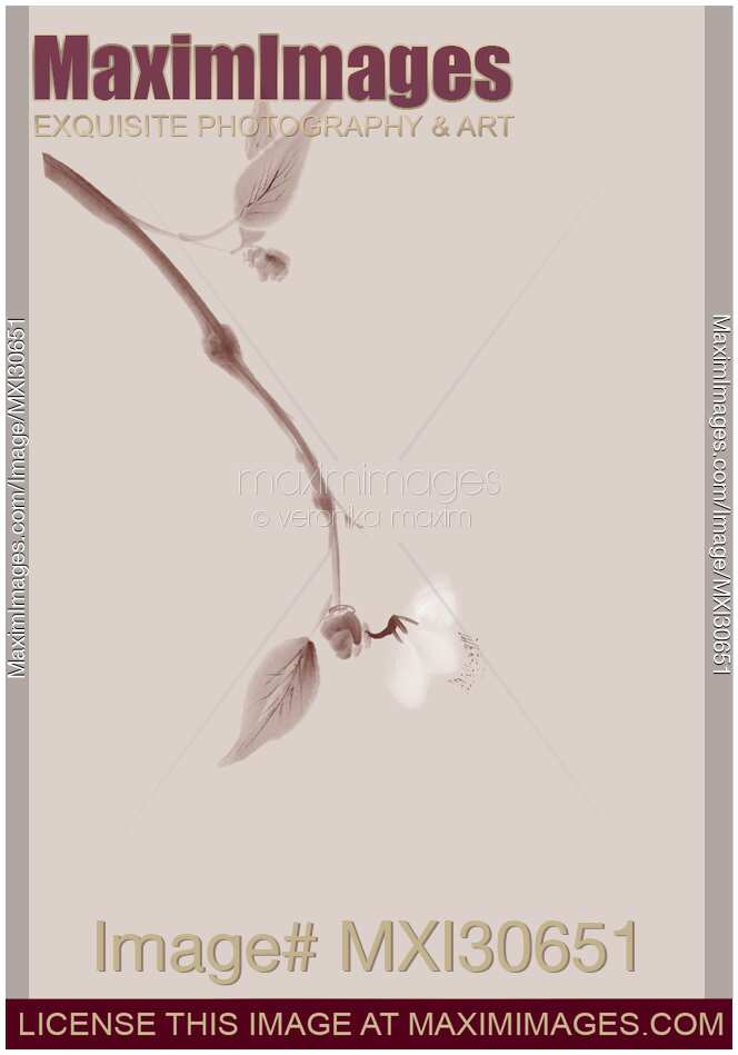 Delicate sakura branch Japanese Zen Sumi-e painting artistic design in beige
