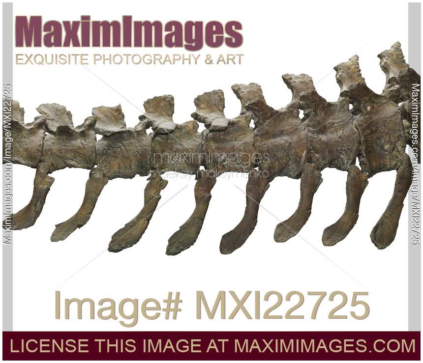 Dinosaur Caudal Vertebrae