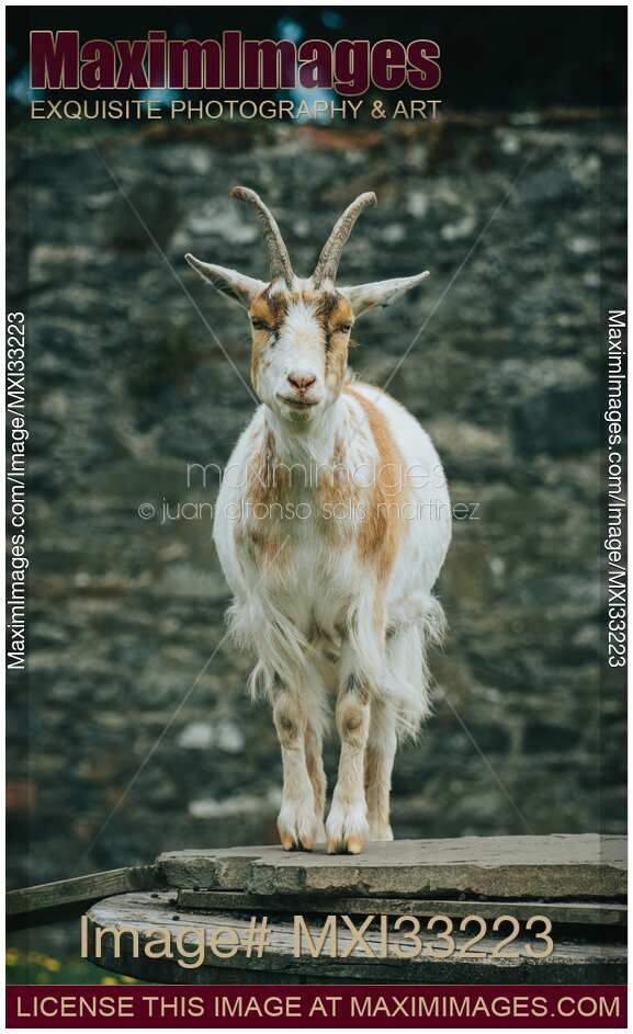 Domestic goat at a farm in Ireland