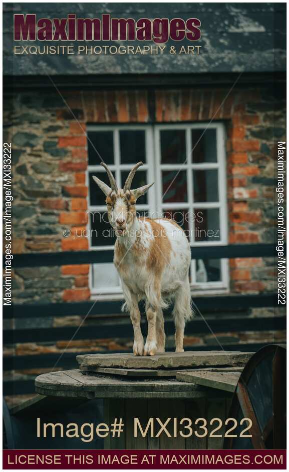 Domestic goat by a farmhouse in Ireland