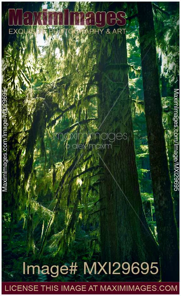 Douglas fir trees with mossy branches in a forest