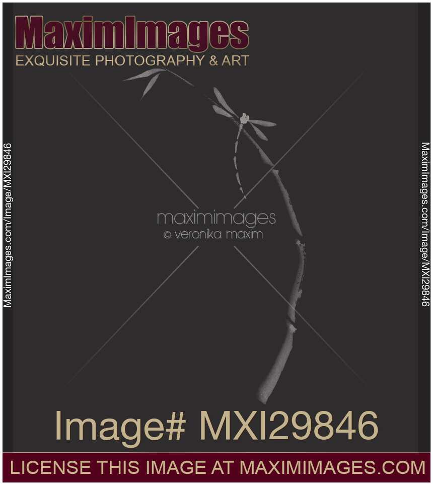 Dragonfly on bamboo stalk elegant Zen art design in modern contrast colors on black background