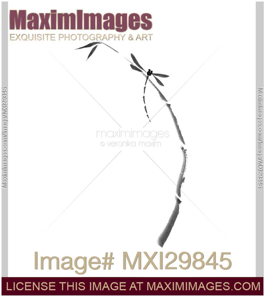 Dragonfly sitting on bamboo stalk Japanese Zen artwork on white background