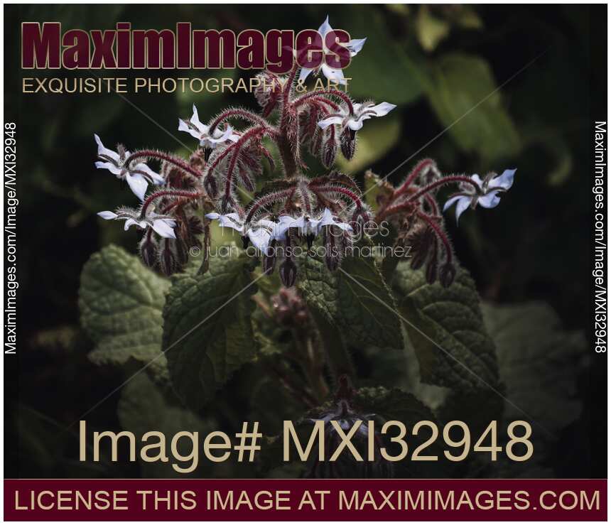 Dramatic nature closeup of a borage plant with purple flowers