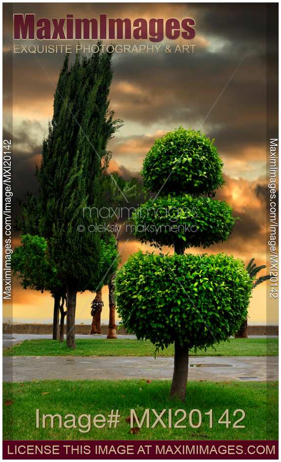 Dramatic sunset city scenery of trees
