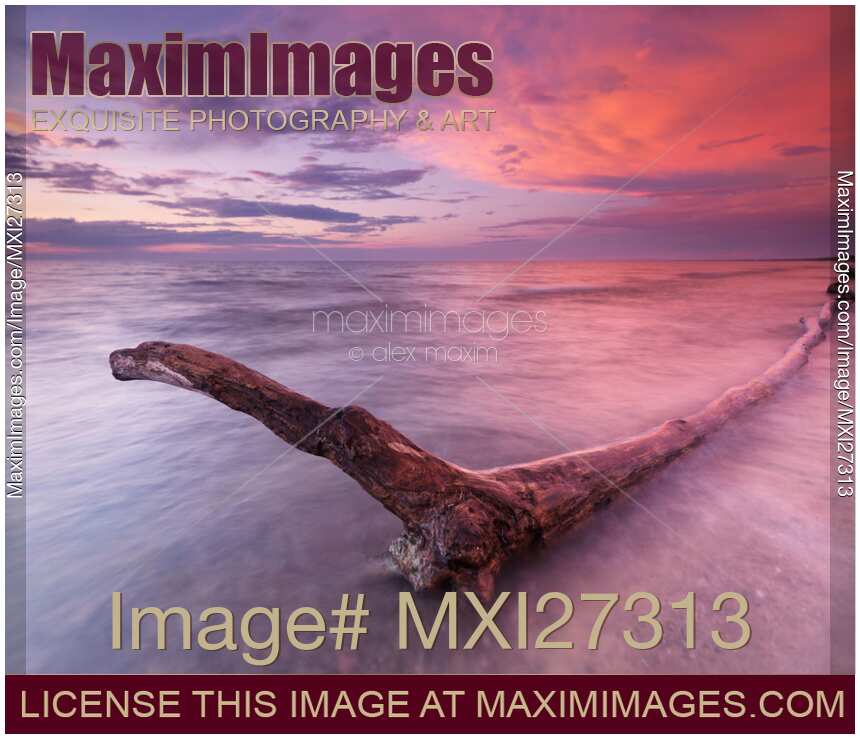 Driftwood in colorful sunset scenery at lake Huron Ontario