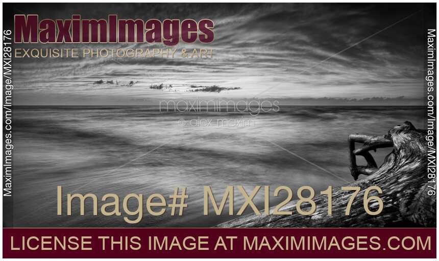 Driftwood in dramatic panoramic sunset scenery over lake Huron Black and white