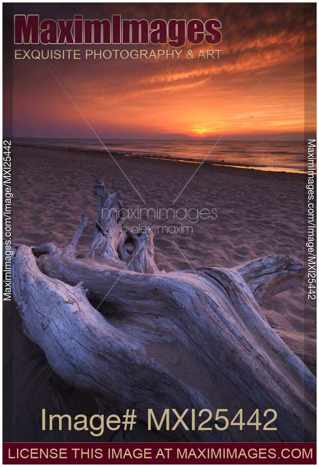 Driftwood on a shore of lake Huron sunset scenery