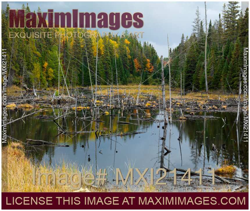 Drowned Trees