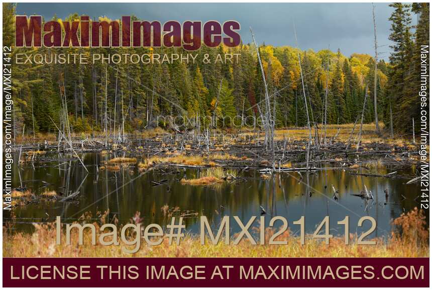 Drowned Trees