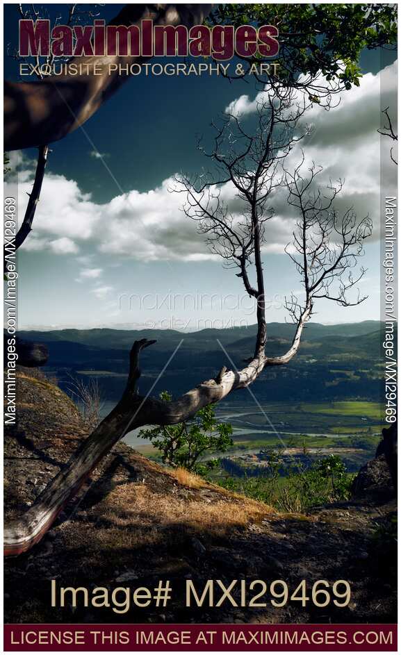 Dry Arbutus Tree branch Cowichan Valley scenery Vancouver Island
