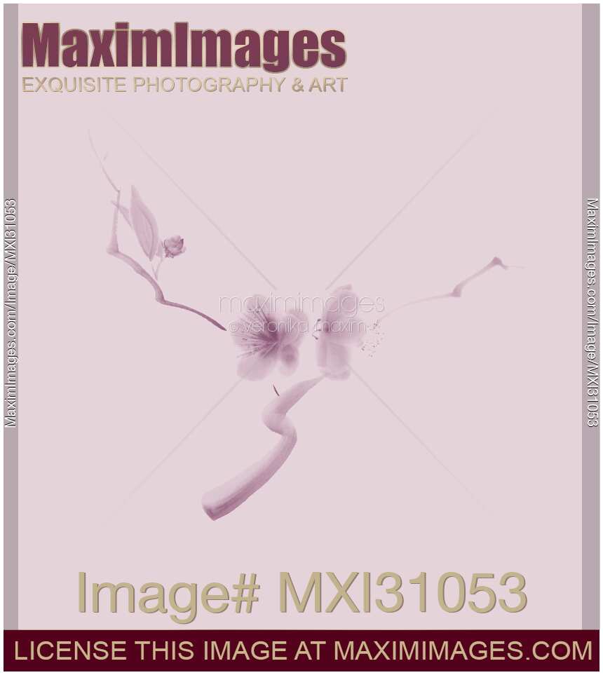Elegant artwork of sakura flowers in faded dusty pink colors
