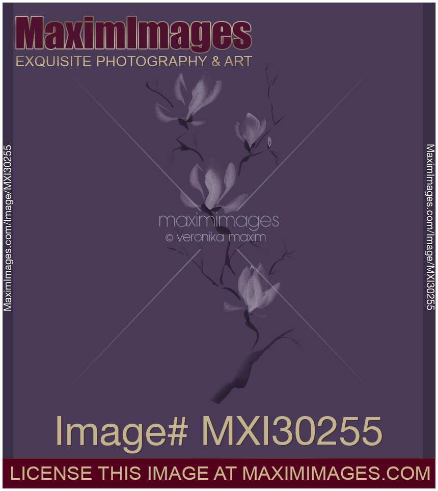 Elegant branch of magnolia flowers artistic design on dark purple background