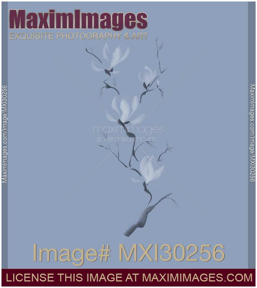 Elegant branch of magnolia flowers artistic design on faded blue background