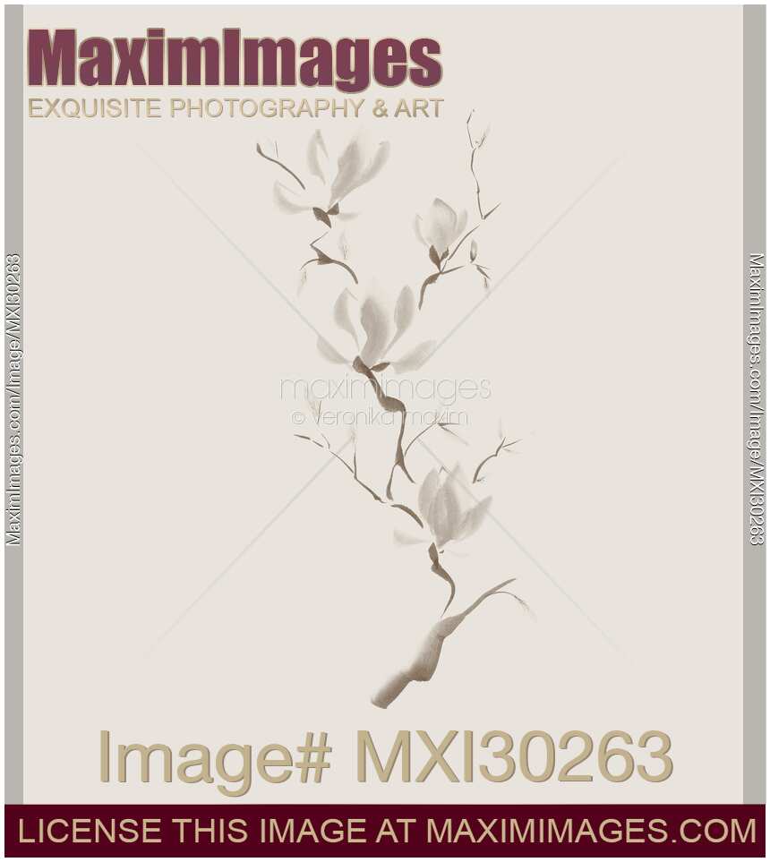 Elegant branch of magnolia flowers artistic design on light ivory background