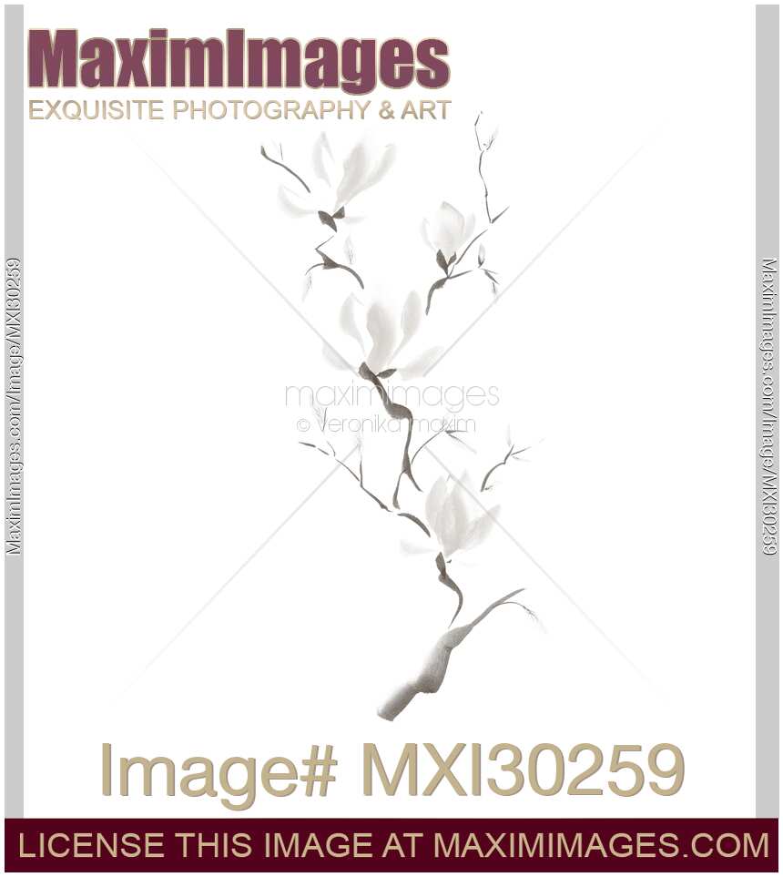 Elegant branch of magnolia flowers artistic design on white background