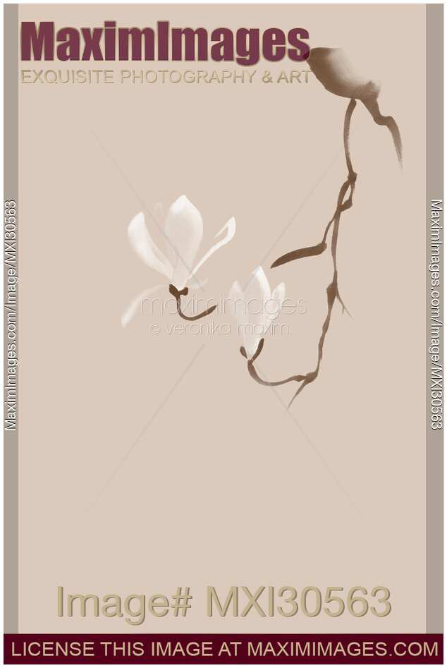 Elegant design of a magnolia branch with two white flowers Zen style illustration