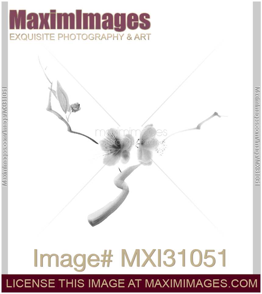 Elegant illustration of sakura flowers on a branch floral black and white design