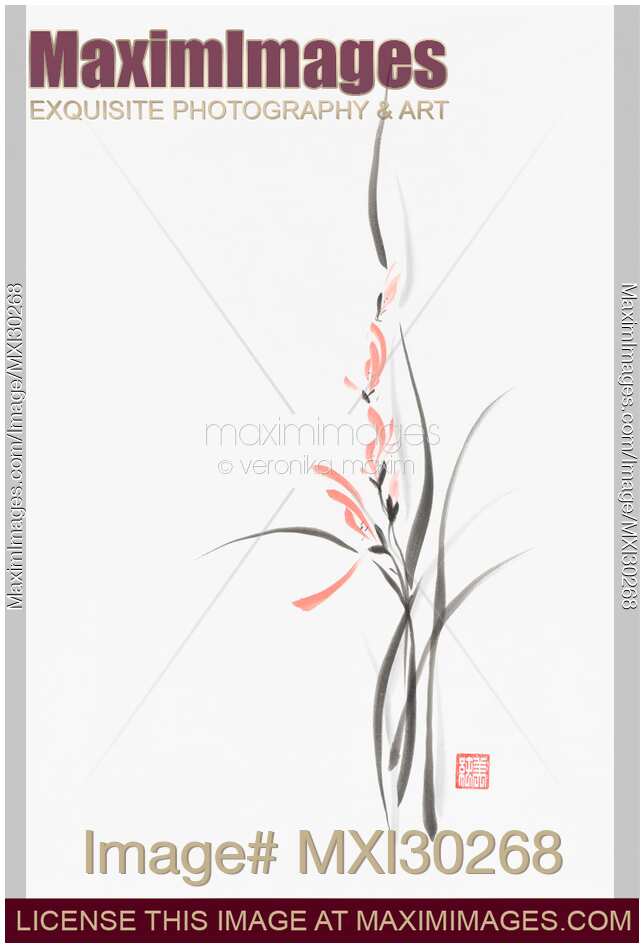 Elegant light coral red orchid flowers Japanese Zen Sumi-e painting on white rice paper