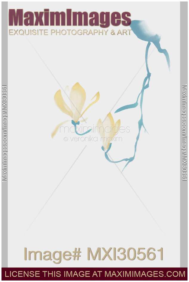 Elegant magnolia branch with flowers Zen style illustration design in blue gray and gold colors