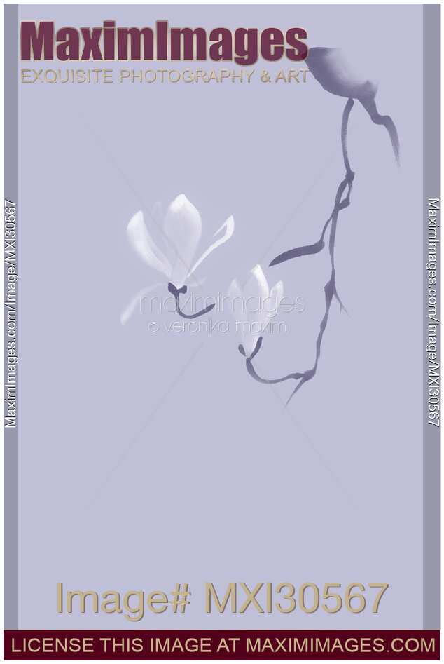 Elegant magnolia branch with two blooming flowers Zen style illustration design in lavender purple colors