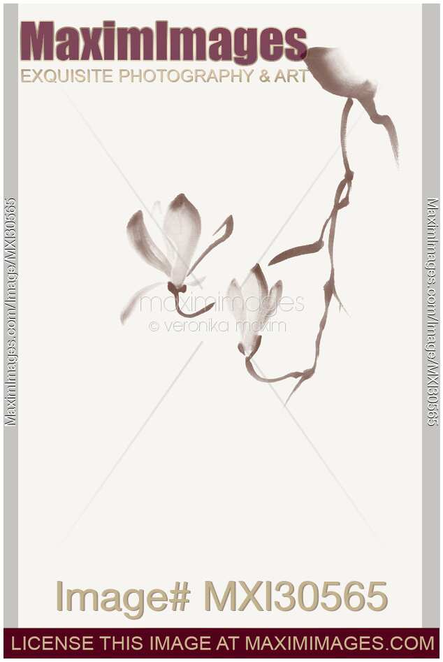 Elegant magnolia branch with two flowers sumi Zen style illustration design in light beige off-white color