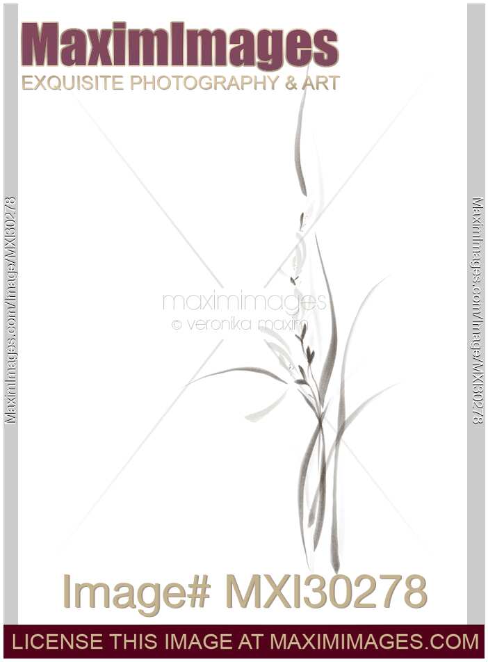 Elegant orchid flowers artistic floral black and white design