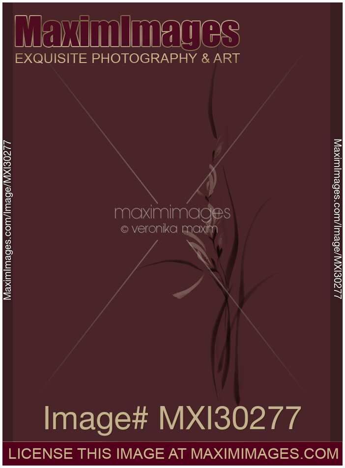 Elegant orchid flowers artistic floral design on dark burgundy background