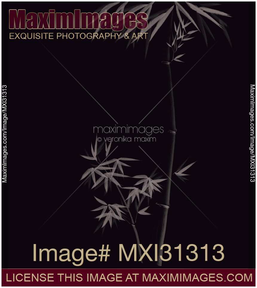 Elegant stylish Zen design of Bamboo stalks and leaves grey illustration on black background