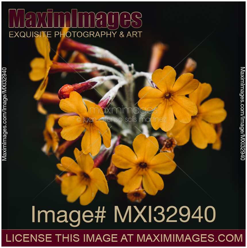 Exotic wild yellow flowers Moody floral still life on black