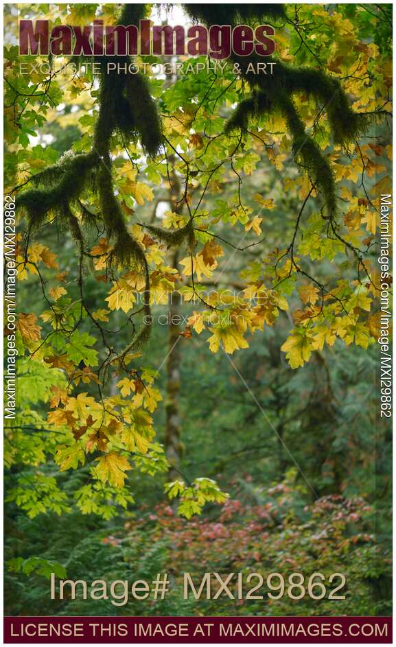 Fall leaves and mossy branches abstract fall nature scenery