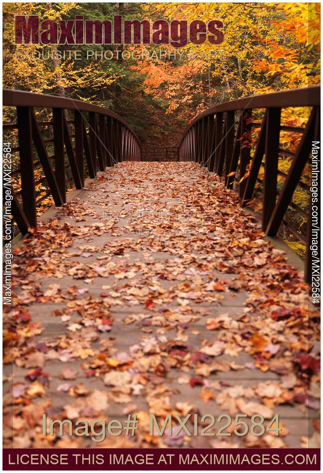 Fall Nature Scenery of a Bridge