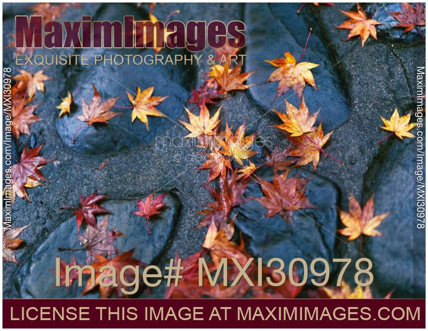 Fallen yellow Japanese maple leaves on shiny wet stones after a rain