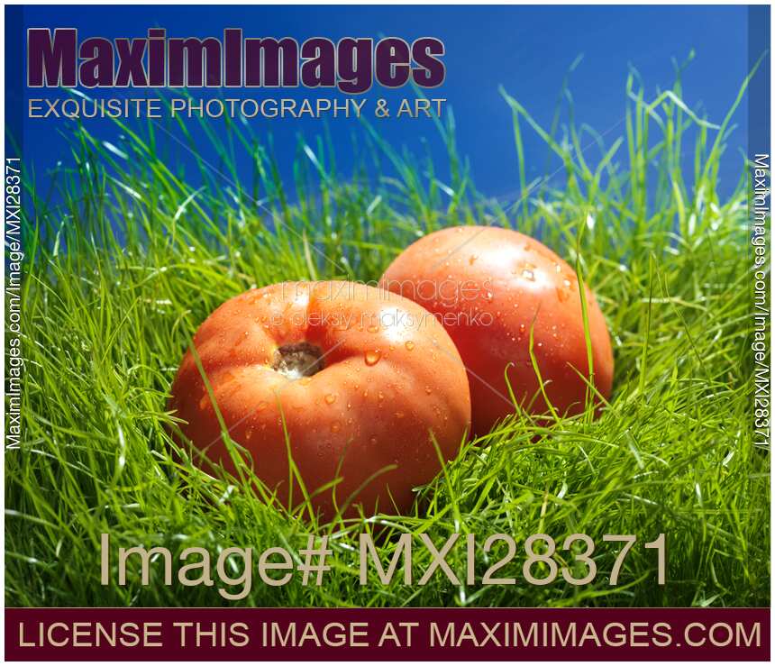 Field tomatoes in green grass still life