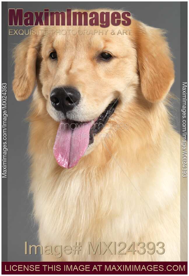 Fifteen month old Golden Retriever