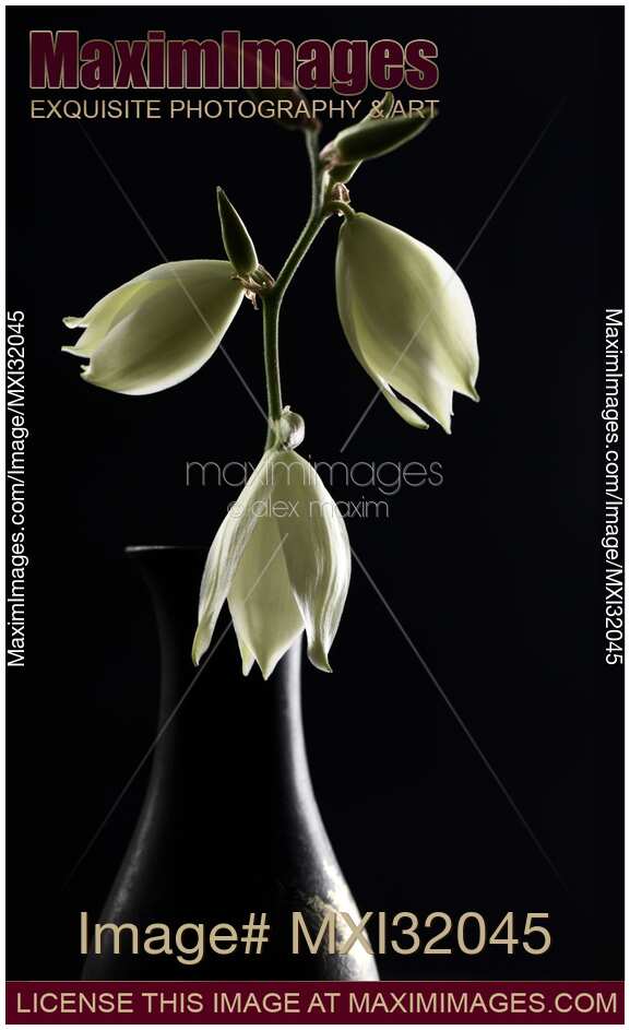 Fine art still life of white Yucca flowers in antique vase on black