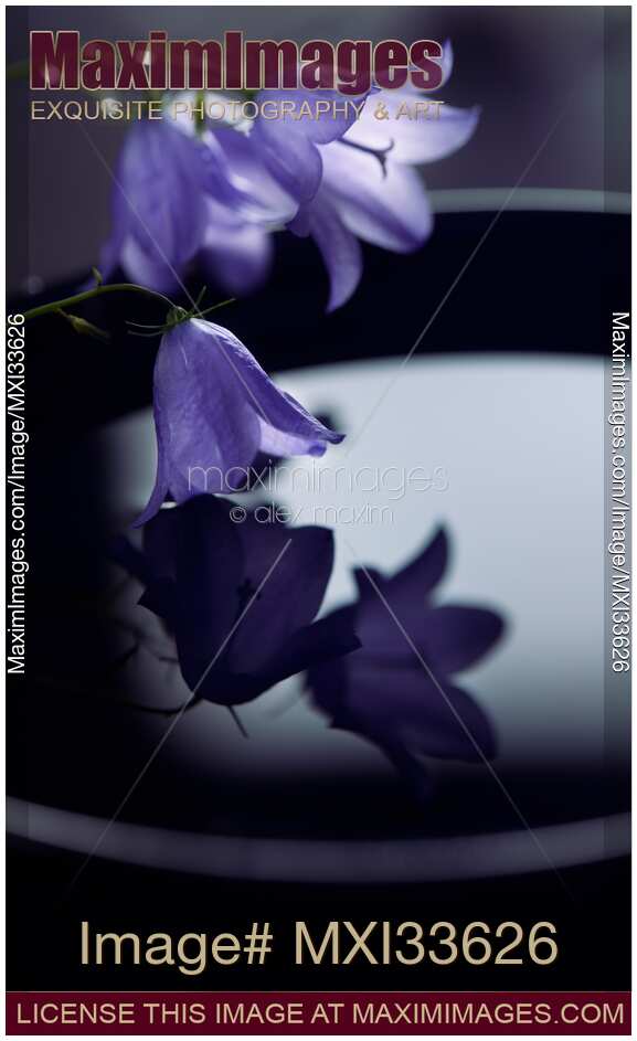 Fine art Zen still life of little purple bellflowers touching water in a bowl in moonlight