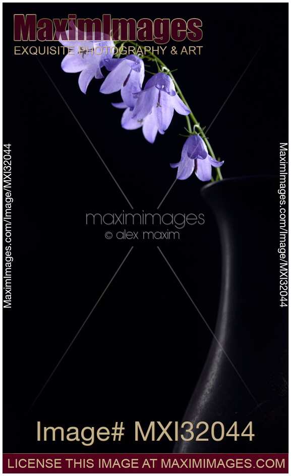 Fine art Zen still life of purple bell flowers in a black vase