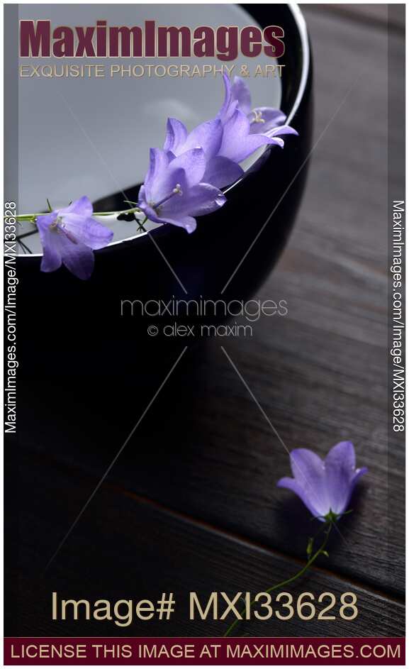 Fine art Zen still life of purple bellflowers in a black water bowl