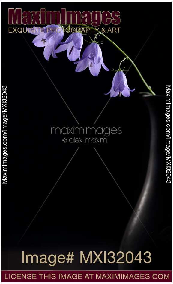 Fine art Zen still life of purple bellflowers in a rustic vase on black