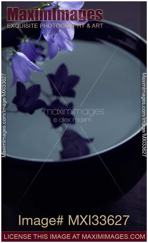 Fine art Zen still life of purple bellflowers touching water in a bowl in moonlight