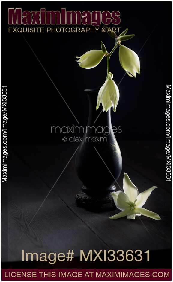 Fine art Zen still life of white Yucca flowers in antique vase on black table